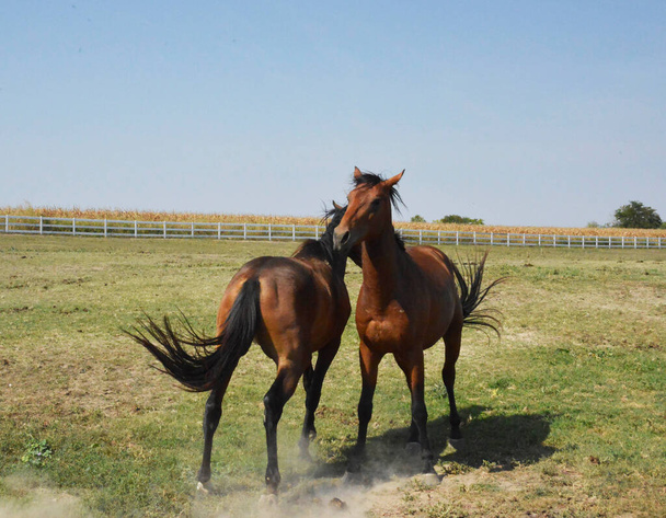 Двоє коней грають на весло
 - Фото, зображення