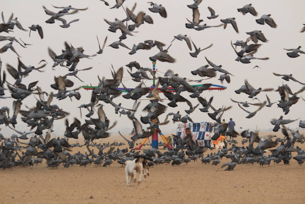 Голуби или голуби летают в причале на пляже Ченнаи. - Фото, изображение