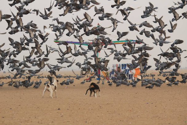 Holubice nebo holubi létají v přístavu Beach Chennai. - Fotografie, Obrázek
