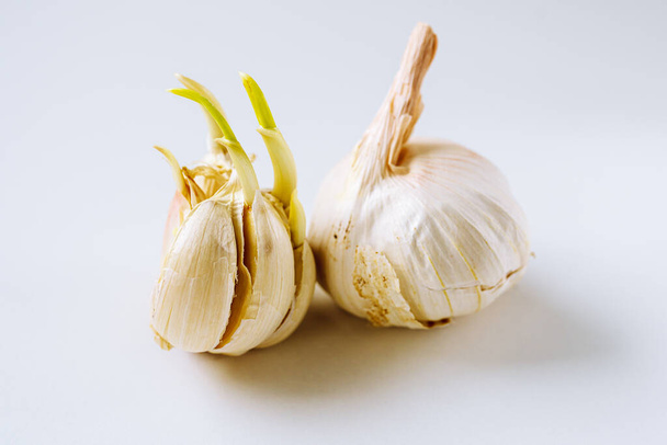 Two heads garlic, one sprouted, other without sprouts. Spring-sprouted garlic for planting in ground. Seedlings of garlic on kitchen countertop - Zdjęcie, obraz