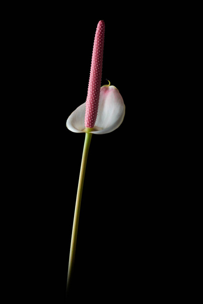 white anthurium flower, also known as tail flower, flamingo and laceleaf flower, teardrop shaped with pink spadix isolated on black background, selective focus - Foto, Imagen