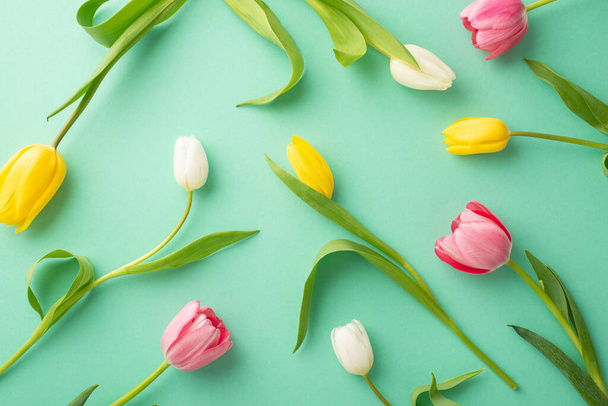 Concepto de humor de primavera. Foto vista superior de tulipanes dispersos de color rosa amarillo y blanco sobre fondo turquesa aislado - Foto, imagen