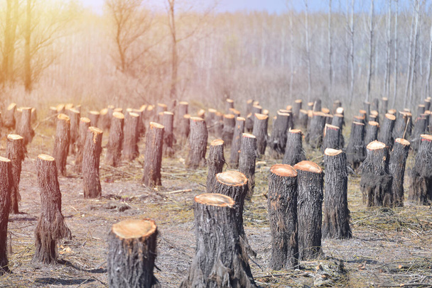 Testimonio de la destrucción: la deforestación y su impacto en el equilibrio natural - Foto, imagen