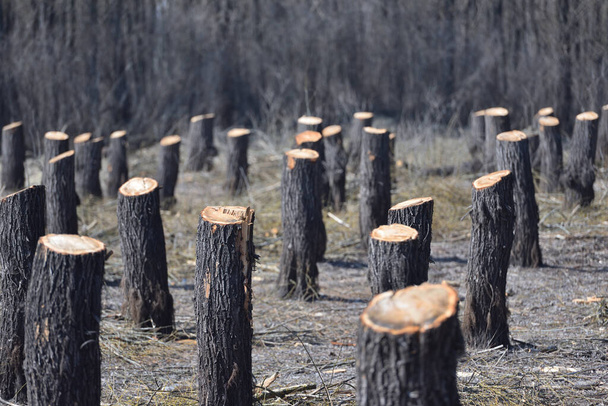 Świadectwo zniszczenia: wylesianie i jego wpływ na równowagę naturalną - Zdjęcie, obraz