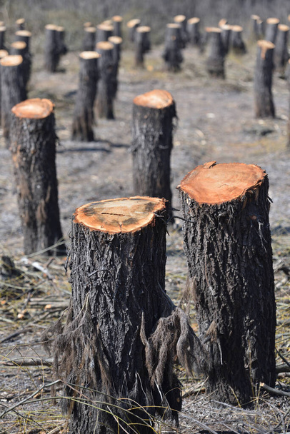 Témoignage de la destruction : la déforestation et son impact sur l'équilibre naturel - Photo, image