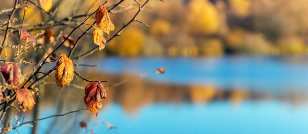 Une branche d'arbre avec des feuilles sèches au bord de la rivière par une journée ensoleillée en automne - Photo, image
