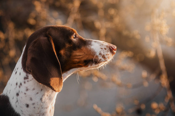 egy gyönyörű portré egy Peibald tacskó kutya a háttérben egy varázslatos fény naplemente - Fotó, kép