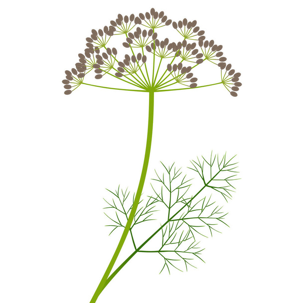 Branch with dill fruit and leaves on a white background. - Διάνυσμα, εικόνα