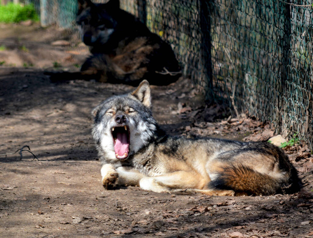 Прекрасный волк проводит время, как ему вздумается. - Фото, изображение