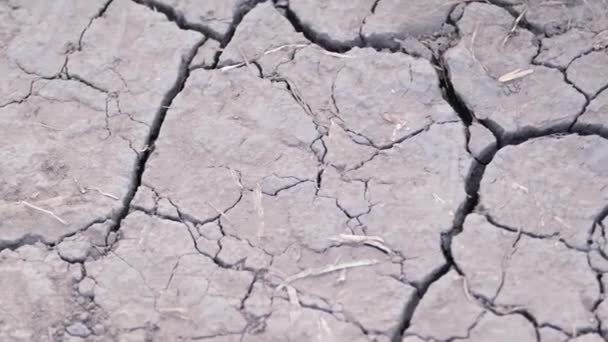 非常に乾燥した、割れた灰色の土壌。干物だ。地球温暖化。現代の人類の問題 - 映像、動画