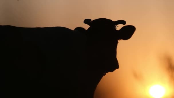Een prachtige video van het silhouet van een koe tegen de achtergrond van een ongelooflijke zonsondergang. Schoonheid is in ons midden. - Video