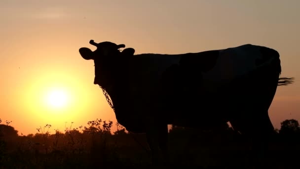 Egy gyönyörű kép egy tehén sziluettjéről, amint egy mezőn áll a naplemente hátterével szemben. Háziállatok. - Felvétel, videó