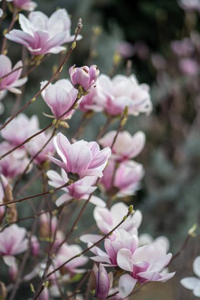 Arbusto de magnolia floreciente con flores rosadas en las ramas en primavera, enfoque suave. Flor, fondo floral. Flores rosadas tiernas en primavera.  - Foto, imagen