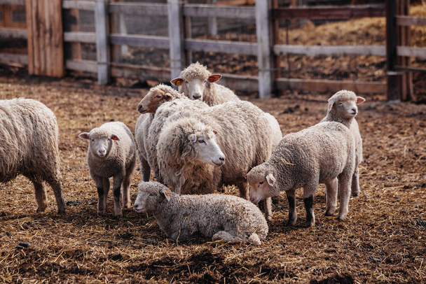 Flock of sheep in an open stall in the farm. - Foto, Imagem