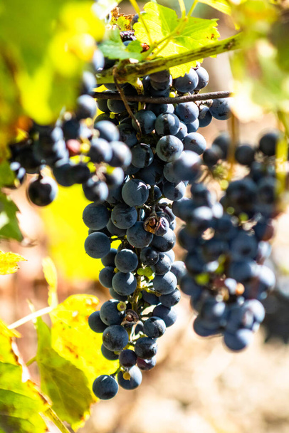 Ramo de uva de vino negro sobre fondo verde viñedo natural jardín - Foto, imagen