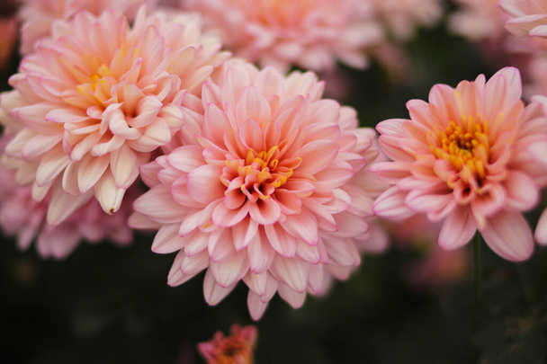 Beautiful pink Chrysanthemum flowers in full bloom in Indonesia greenhouse are ready to harvest by Indonesia local farmers. - Foto, Imagem