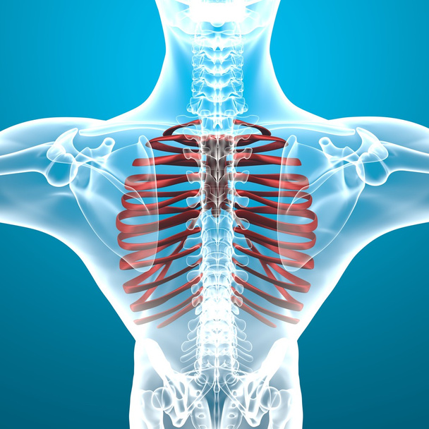 Menselijke ribbenkast X-ray - Foto, afbeelding