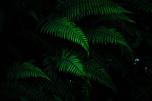 Dark green tropical fern leaves wallpaper - Fotoğraf, Görsel