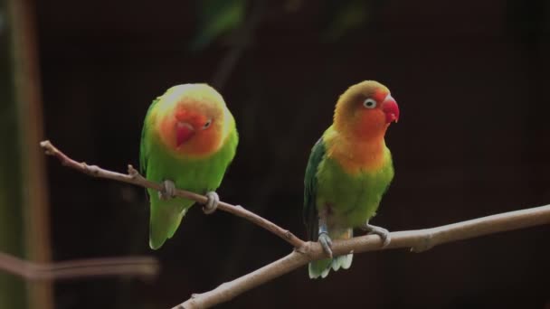 Fischers Lovebird standing on the tree branch. Agapornis fischeri. High quality FullHD footage - Footage, Video