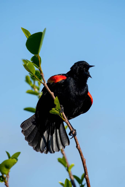 Adult male Red-winged Blackbird - Agelaius phoeniceus - perched on branch loudly calling to mate. - Photo, Image
