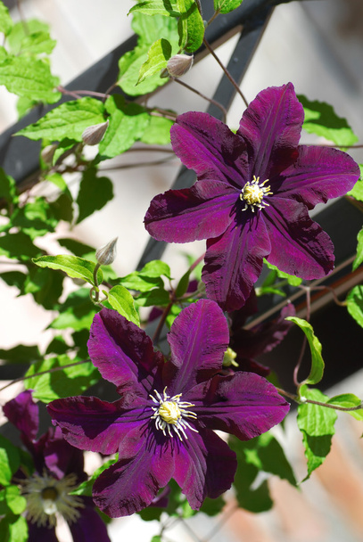 Floración púrpura Clematis
 - Foto, imagen