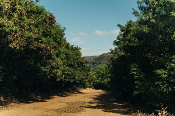 όμορφος δρόμος μέσα από τη φύση του kauai, hawaii. Υψηλής ποιότητας φωτογραφία - Φωτογραφία, εικόνα
