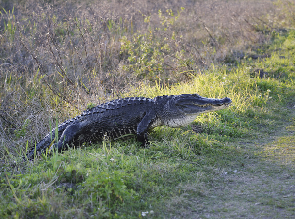Amerikanischer Alligator - Foto, Bild