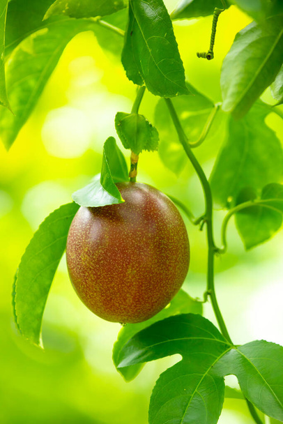 Zralé vášeň ovoce v letním sadu v čerstvé, sladké fialové barvě - Fotografie, Obrázek