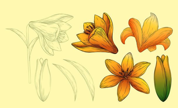 Engraved illustration of orange lily flower and line style drawing element set. Including flowers in different angle, leaves, stems and bud isolated on light yellow background. - Vektor, kép