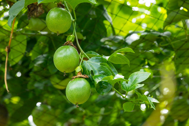 Plné a zelené vášeň ovoce v letním sadu - Fotografie, Obrázek