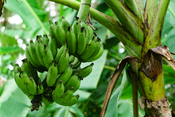 Ein Bündel grüner Bananen hängt an einem Baum. - Foto, Bild