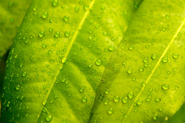 Vodní jablečně zelené listy s vodou splash, vybrané zaměření pro přírodní pozadí - Fotografie, Obrázek