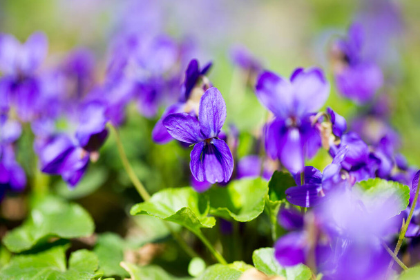 Spring flowers. Violet violets flowers bloom in the spring forest. Viola odorata. - Photo, image