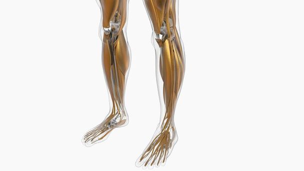 3Dイラスト、筋肉は柔らかい組織であり、筋肉細胞にはタンパク質が含まれており、細胞の長さと形状を変化させる収縮を生み出します。力と動きを生み出す筋肉機能. - 写真・画像