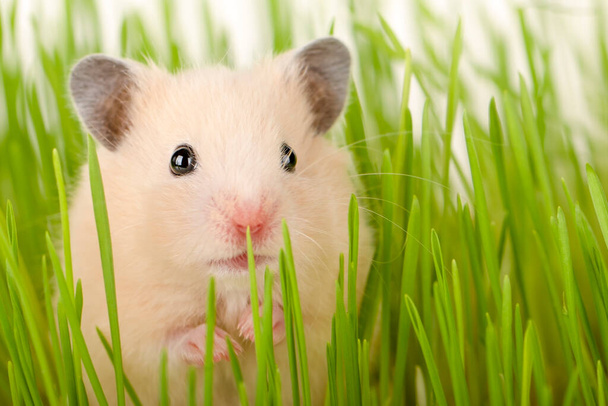 schattig bruin hamster zitten in het gras kijken recht vooruit - Foto, afbeelding