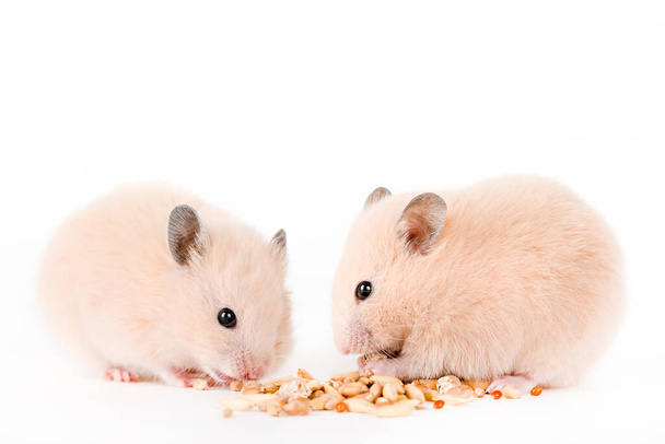 two brown hamsters eat on a light background - Фото, изображение