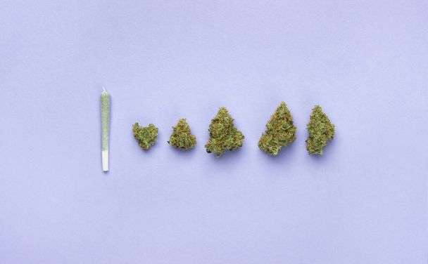 Сухие почки медицинской марихуаны лежат в ряд перед ними, маленький белый бумажный сустав. На лавандовом фоне, копировальное пространство - Фото, изображение