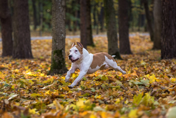 Gyönyörű amerikai bulldog kutya - Fotó, kép
