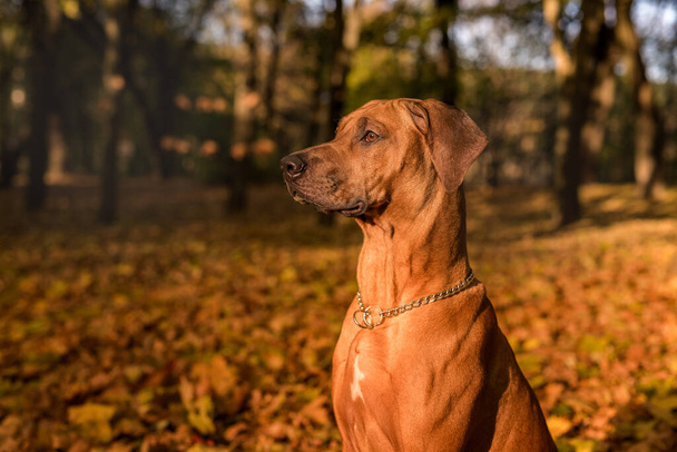 Rhodesian Ridgeback Hond en herfst bladeren achtergrond. Openbaar Park - Foto, afbeelding