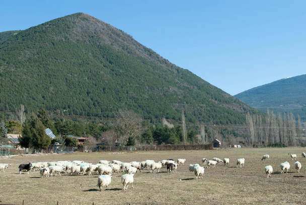 風光明媚な山の牧草地で羊の放牧 - 写真・画像