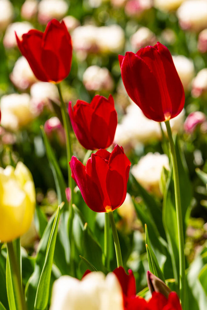 Zblízka Tulipa květiny, Zahradní tulipán. - Fotografie, Obrázek