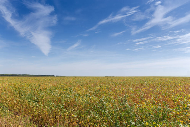 Field of the unripe green and yellow soybean on a background of the sky with cirrus clouds in summer day - Photo, Image