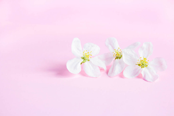 薄いピンクの背景に白い花をテキストのためのスペースで。リンゴの花。春はまだ生きてる。春や母の日の概念. - 写真・画像