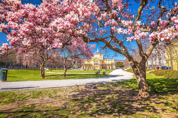 King Tomislav square in Zagreb springtime magnolia blossom trees view - Photo, image