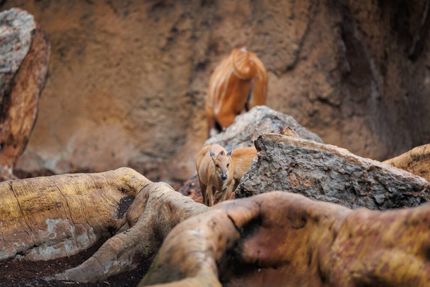Молодой восточный Бонгос - Tragelaphus eurycerus - травоядный ночной лес без копыт с ярко-красновато-коричневым пальто и спиральными рогами. - Фото, изображение