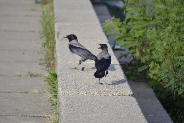 Hooded crows in the urban environment - Φωτογραφία, εικόνα
