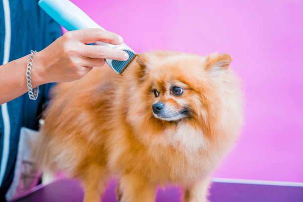 Groomer cutting Pomeranian dog at grooming salon - Foto, immagini