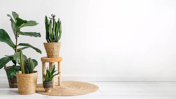green plants in wicker pots on round carpet on white wall background with copy space in living room with bohemian interior, home decor concept - Foto, afbeelding