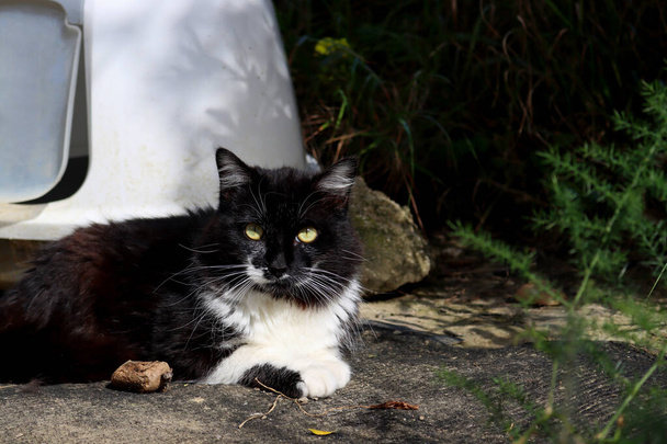 Siyah beyaz bir sokak kedisi doğrudan kameraya bakıyor. Kedideki dar göz bebekleri.. - Fotoğraf, Görsel