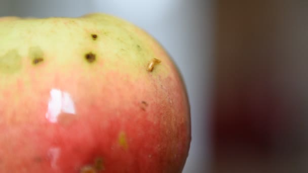 Wurm Apfel Madenlarve frisst Apfel, Wurm guckt aus rotem Apfel - Filmmaterial, Video